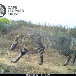 South African wildcat